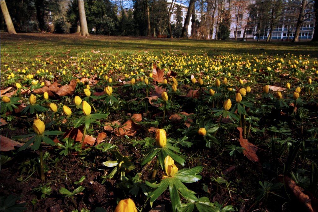Carpet of yellow