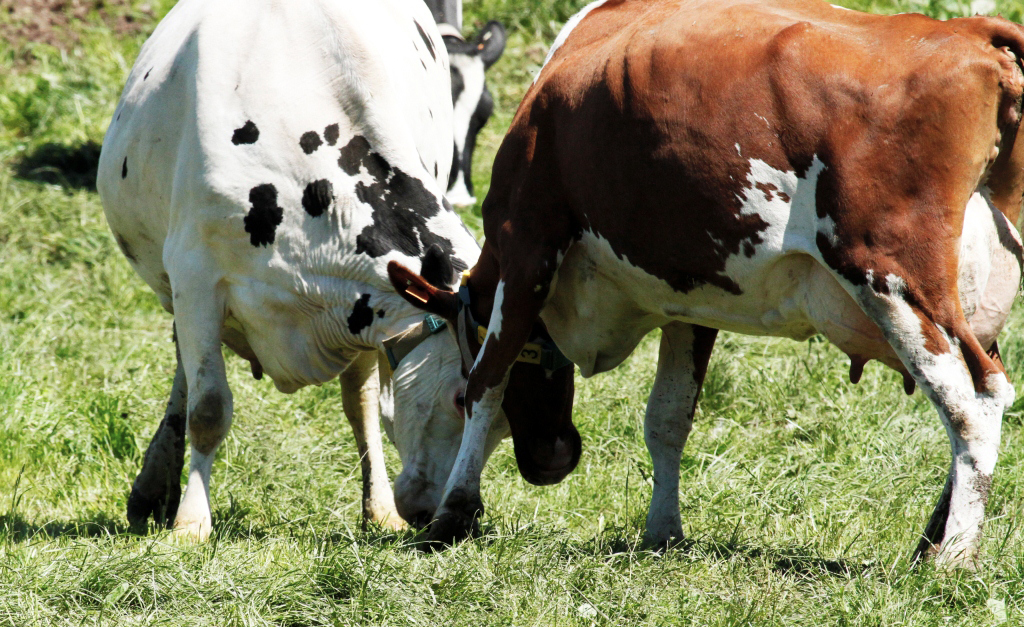 201306 Bourscheid 122