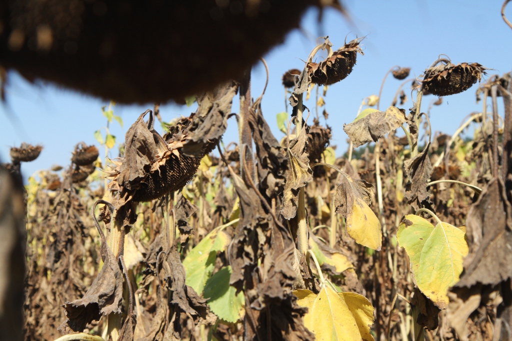 201209 Loire Valley 703