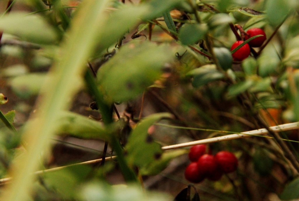 201309 Denise in Europe 1000