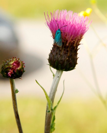 201307 Germany-Czech roadtrip 844 - Copy
